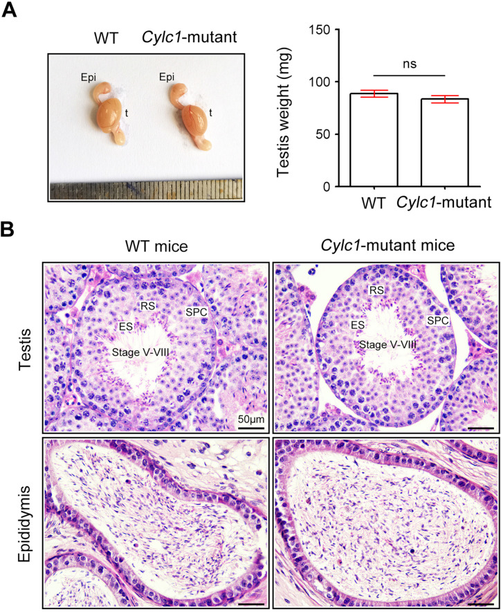 Figure 6—figure supplement 1.