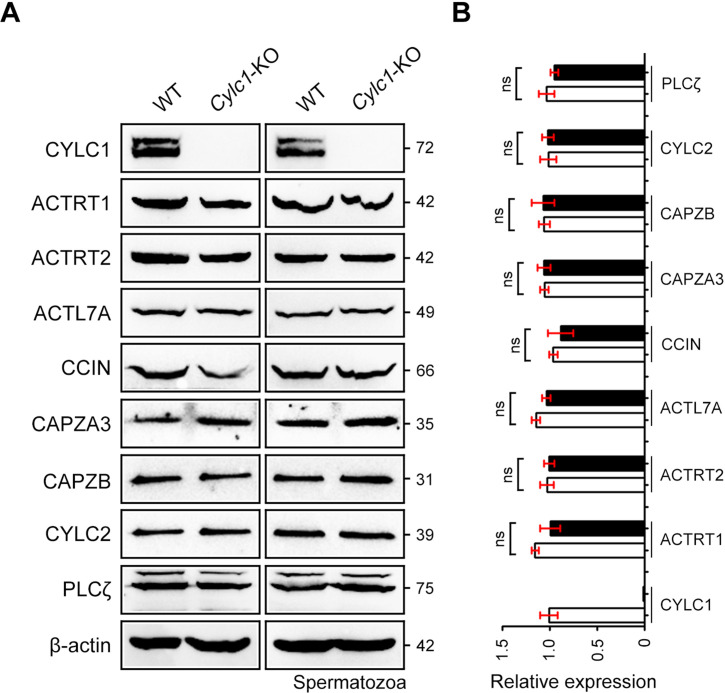 Figure 3—figure supplement 2.