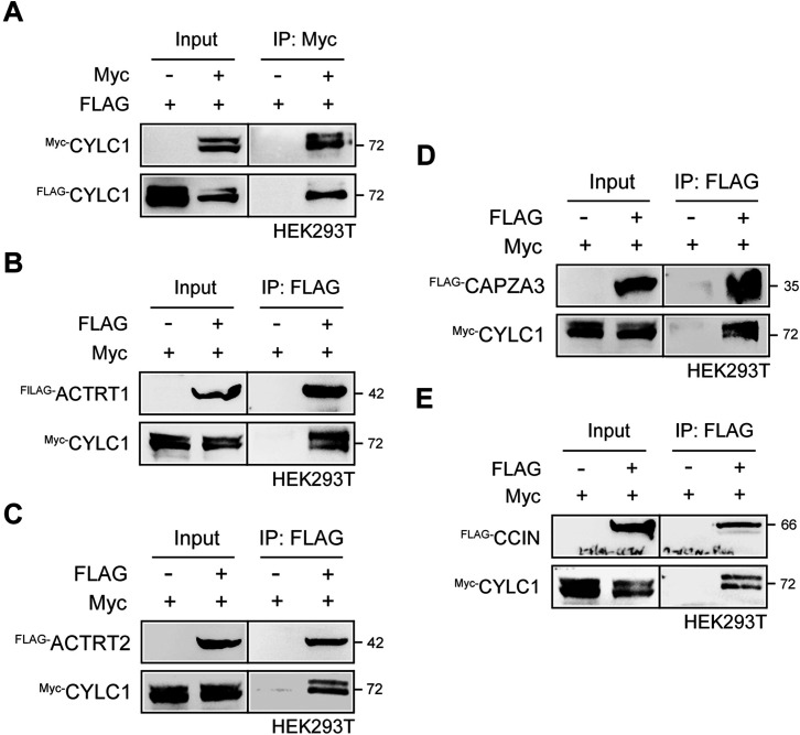 Figure 3—figure supplement 1.