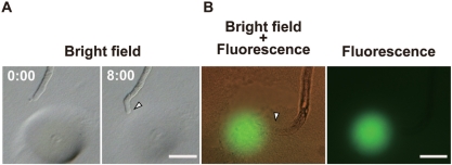 Fig. 3