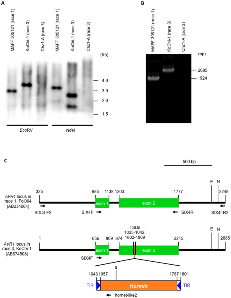 Figure 2