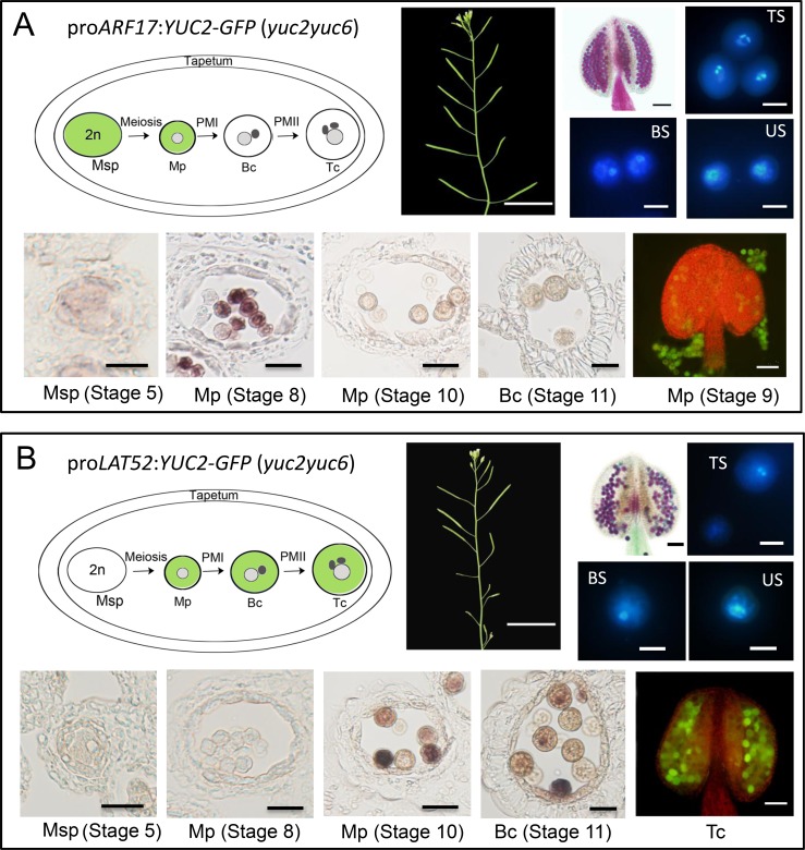 Fig 6