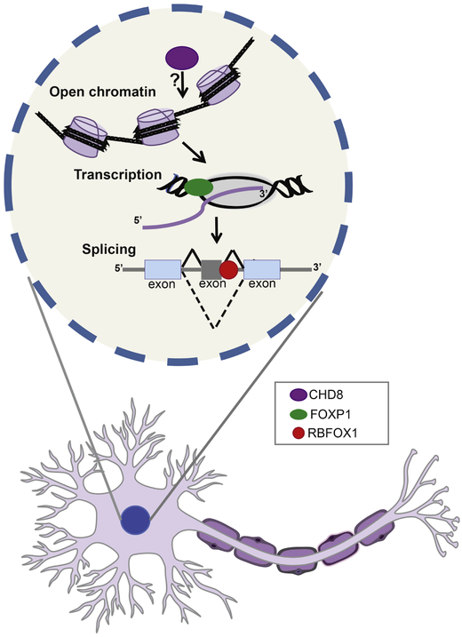 Figure 1: