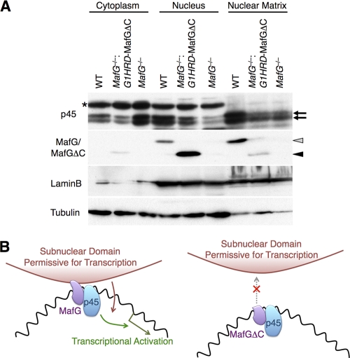 FIG. 8.