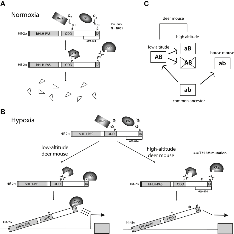 Figure 5