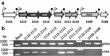 Fig. 2