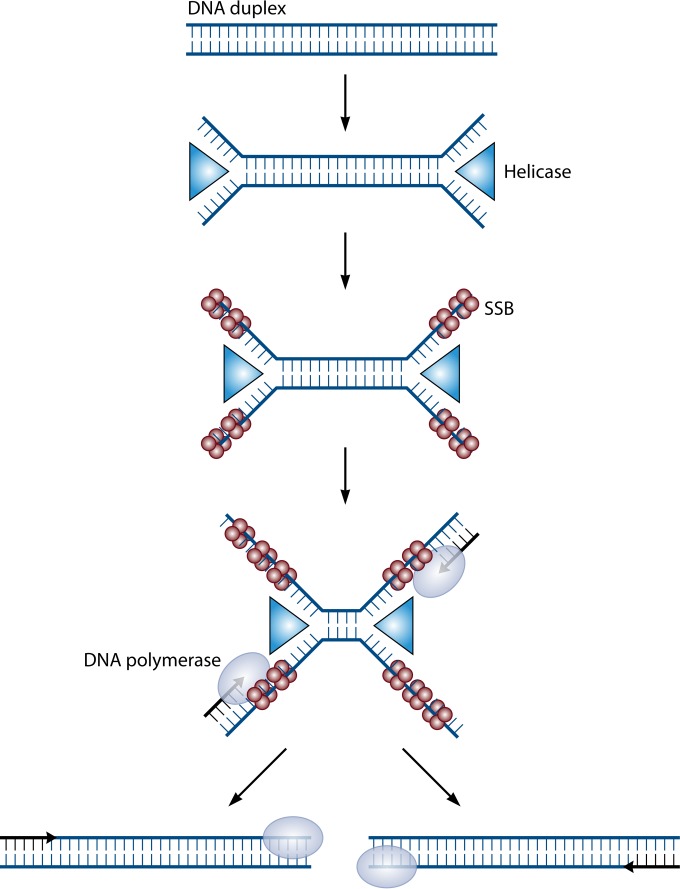 FIG 3