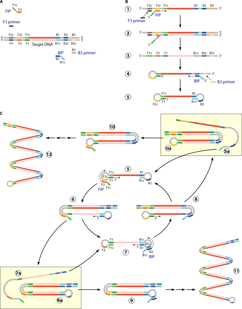 FIG 2