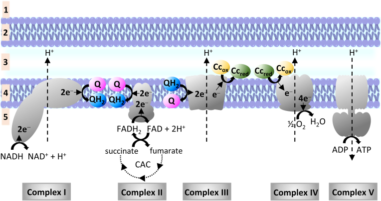 Fig. 6