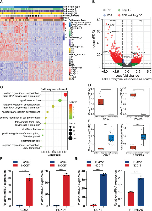 Comprehensive Characteristics Of Pathological Subtypes In Testicular