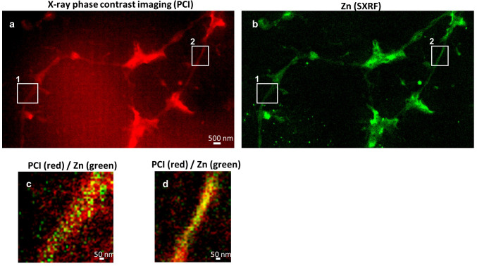 Figure 5—figure supplement 1.