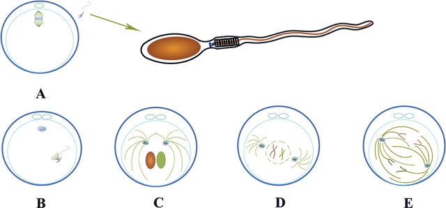 Figure 3