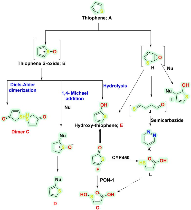 Scheme 5