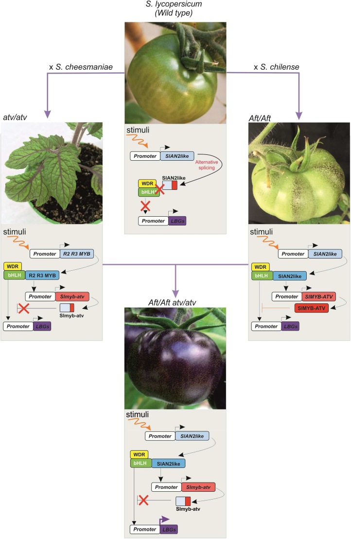 Figure 4.