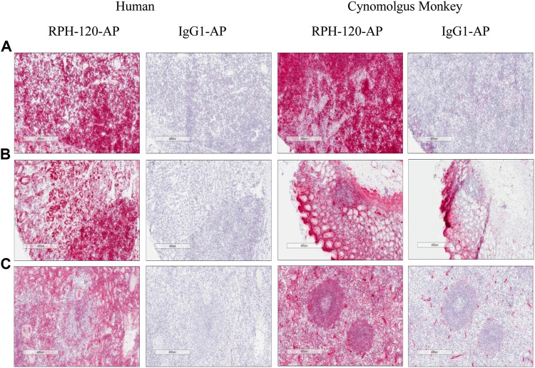 FIGURE 3