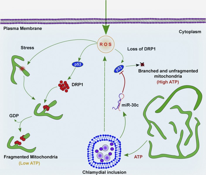 Figure 10.