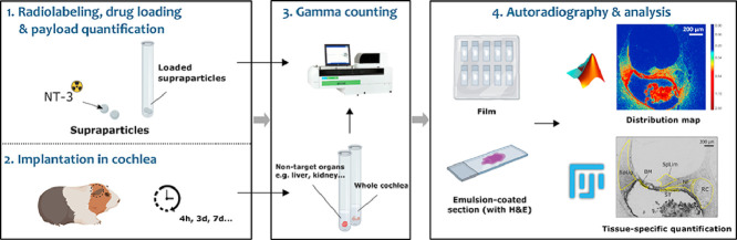 Image, graphical abstract