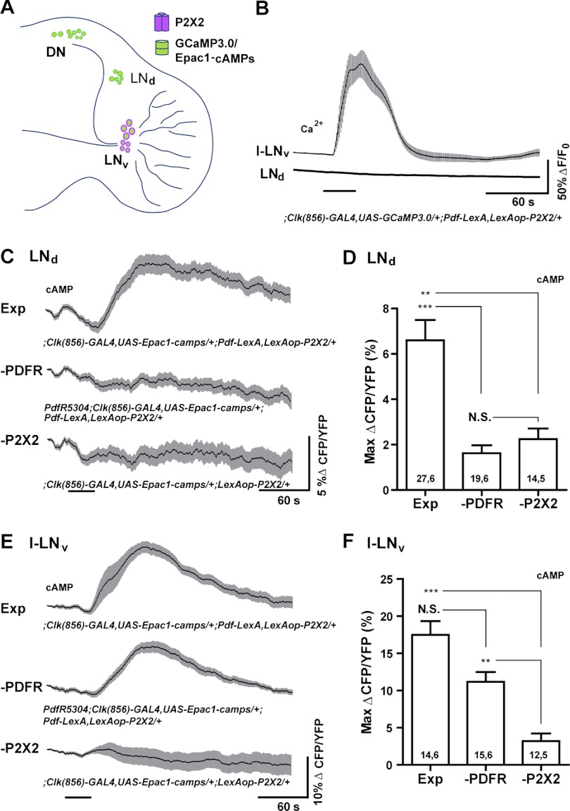 Fig. 7.