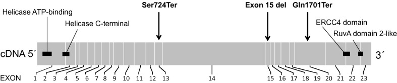 Fig. 2.