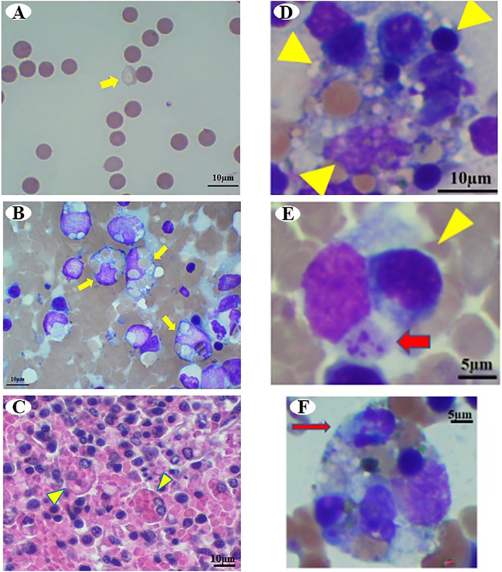 Fig. 3.