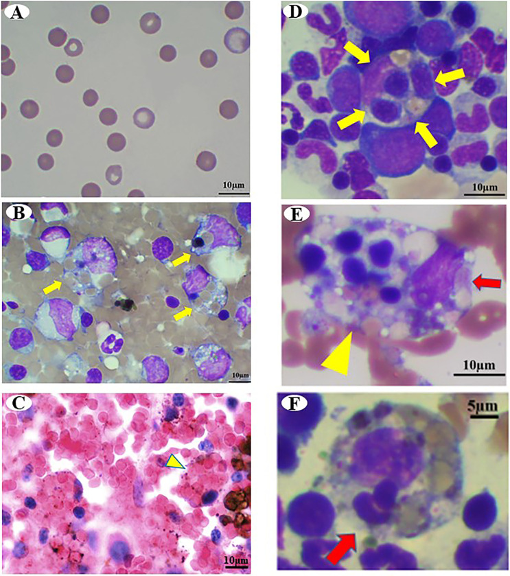 Fig. 2.