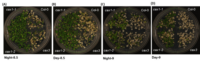 Figure 3.