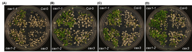 Figure 4.