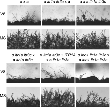 Fig. 3.