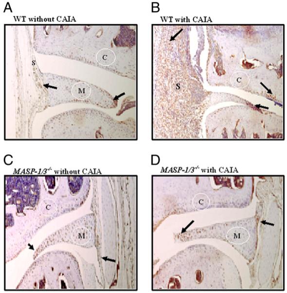 FIGURE 4