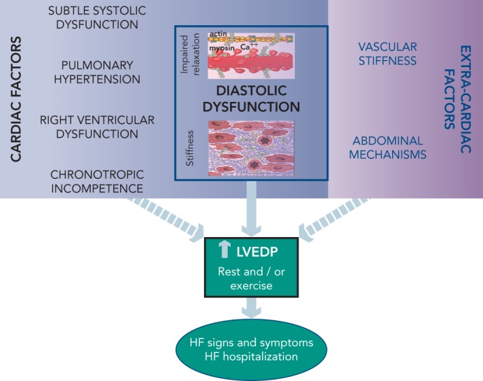 Haemodynamics of Heart Failure With Preserved Ejection Fraction: A ...