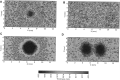 Fig. 11