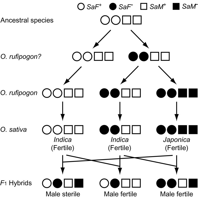 FIG. 7.—