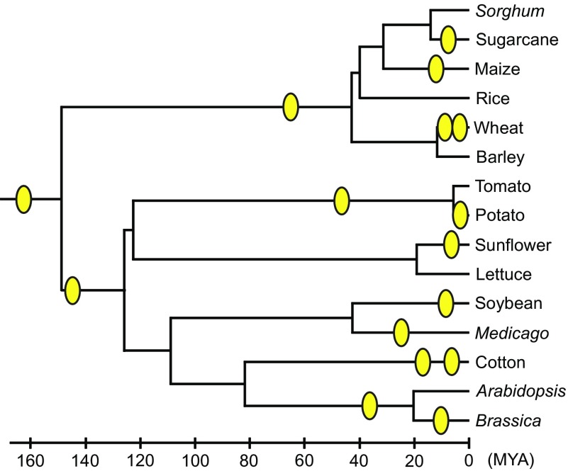 FIG. 1.—