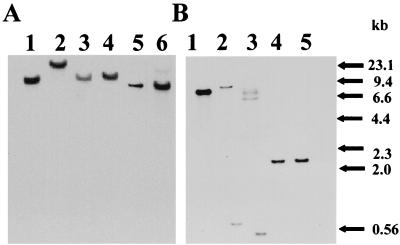 FIG. 5