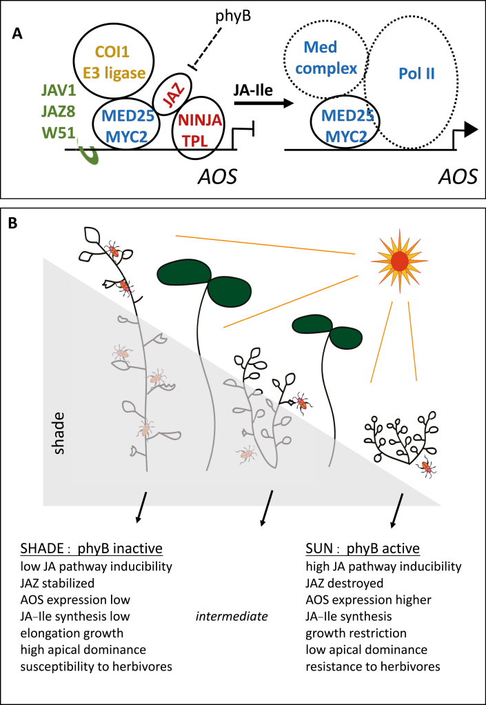 Box 2. Environmental modulation of jasmonate pathway inducibility