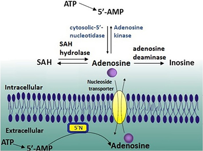 FIGURE 2