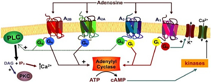 FIGURE 3