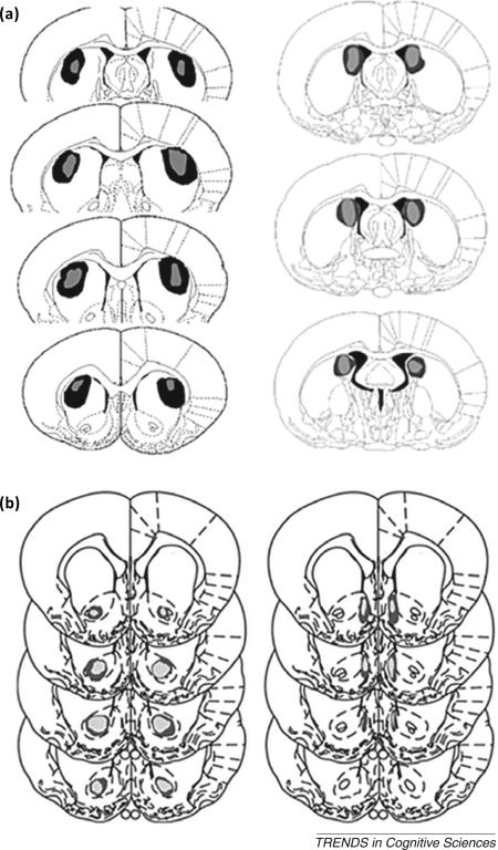 Box 3. Functional anatomy in humans and rodents