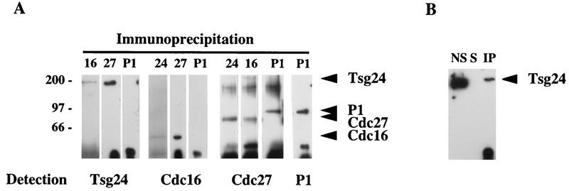 FIG. 5