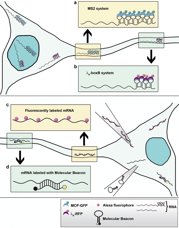 Fig. 3