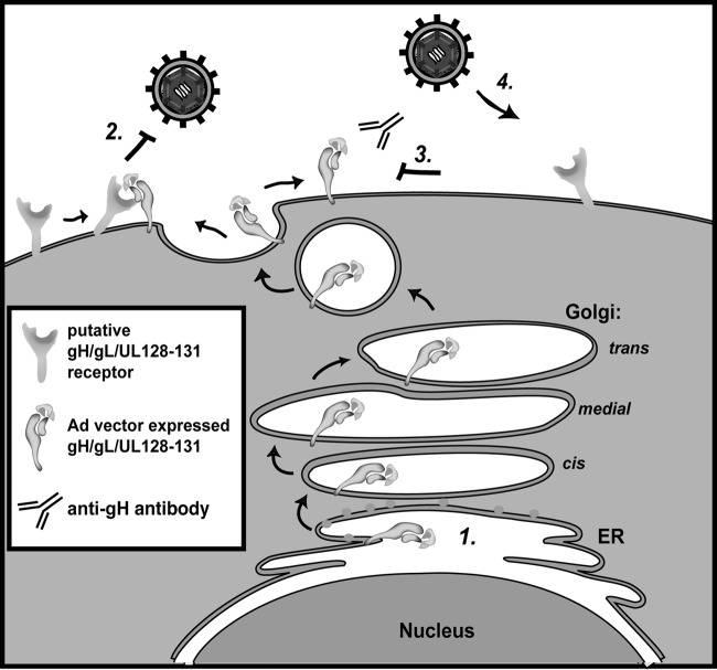 FIG 8