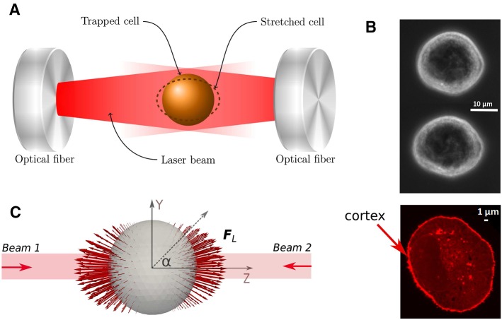 Fig. 4