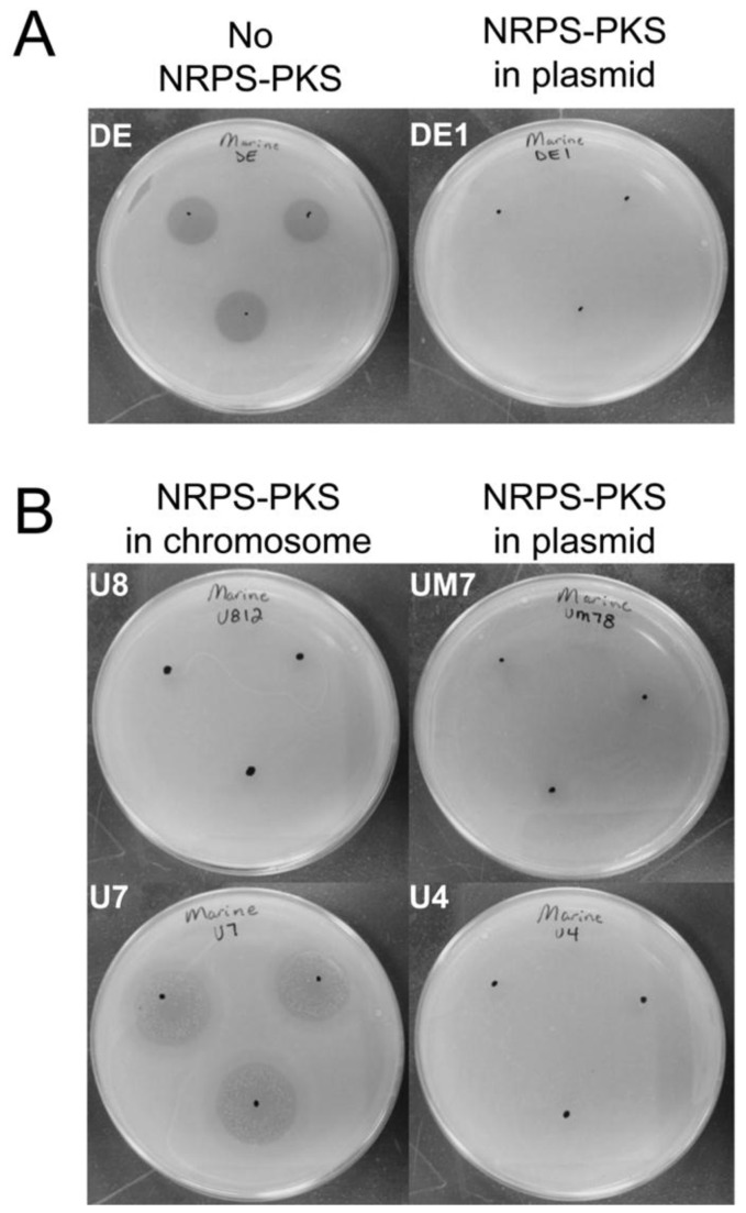 Figure 5