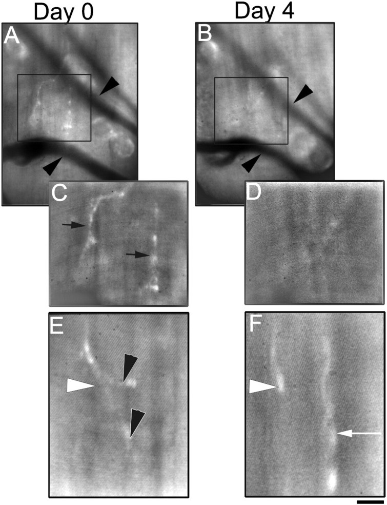 Fig. 8.