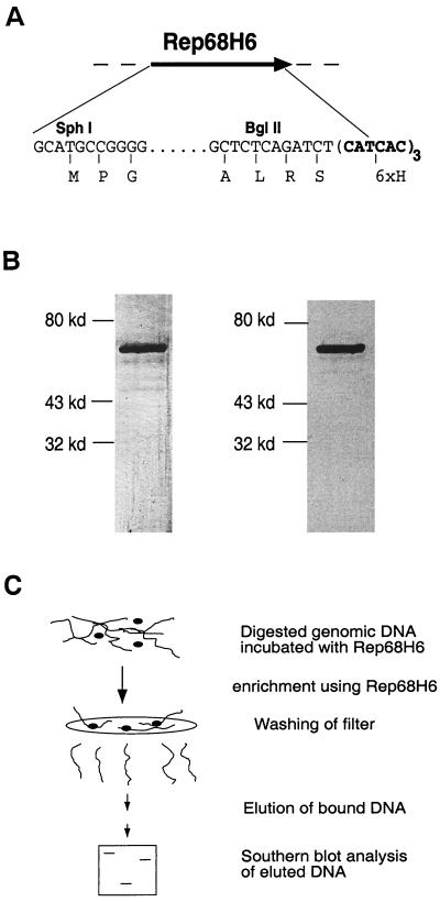 FIG. 1