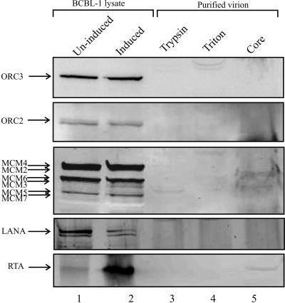 FIG. 8.