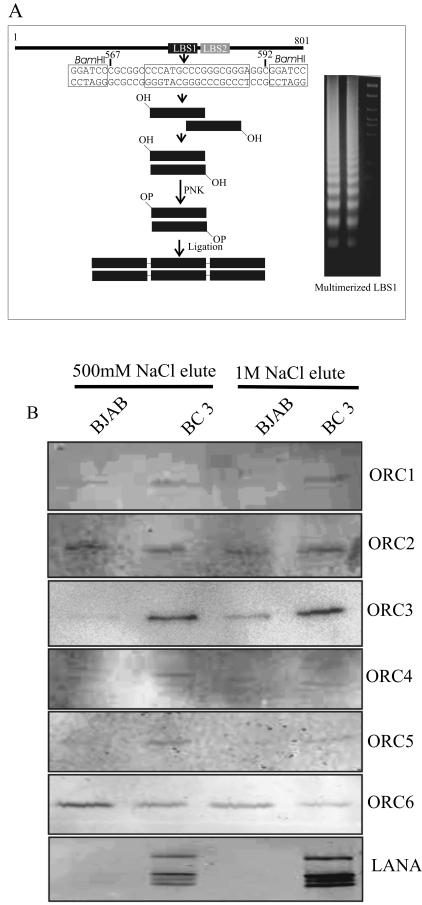 FIG. 1.