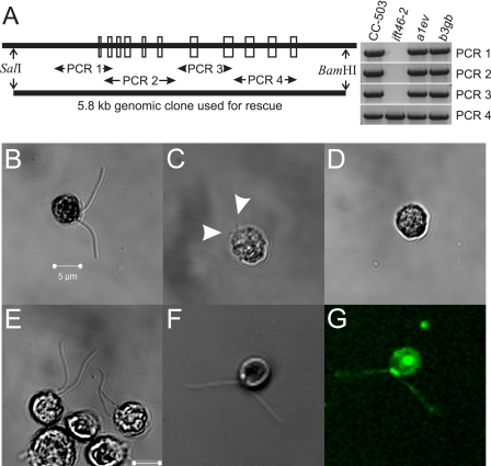 FIGURE 4.