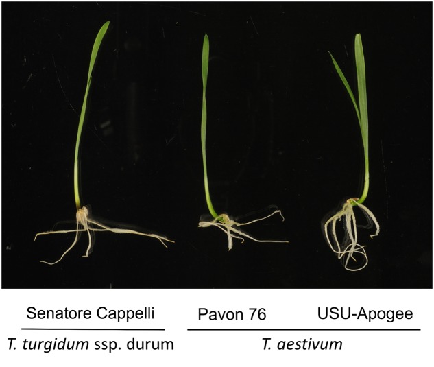 FIGURE 1