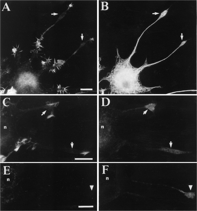 Fig. 10.